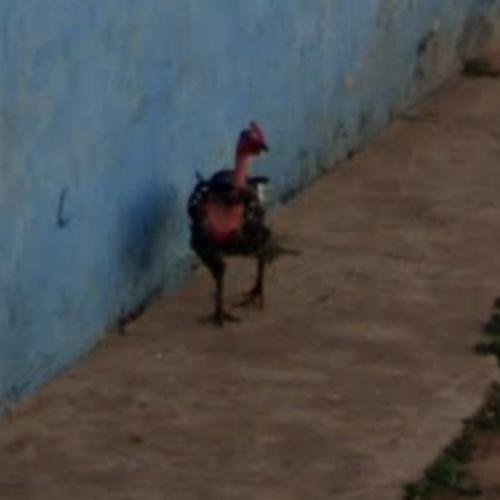 Learn about chicken road oficial